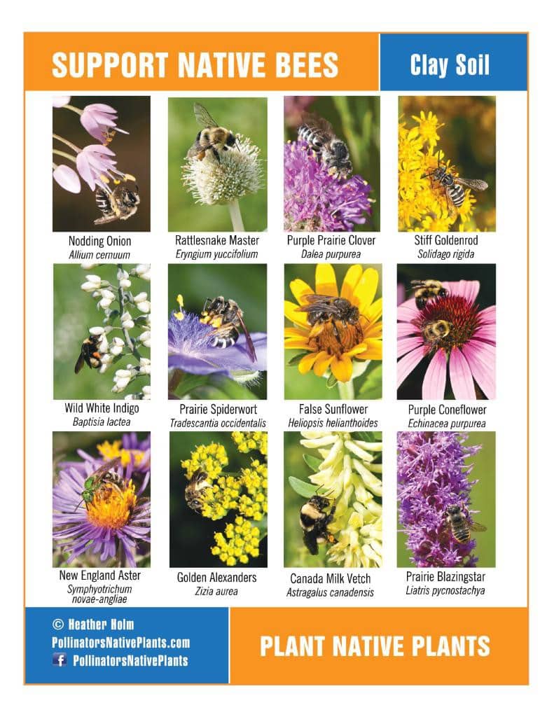 Plan A Pollinator Pocket Garden Tinkers Creek Watershed Partners