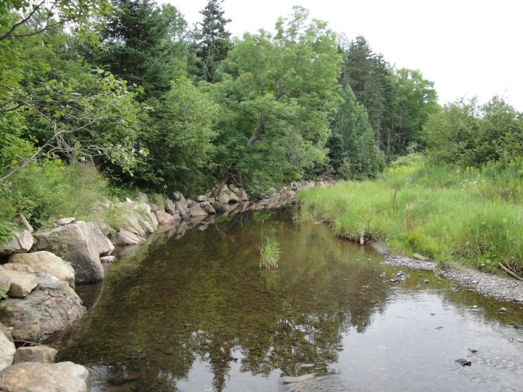 What Is True About A Riparian Zone