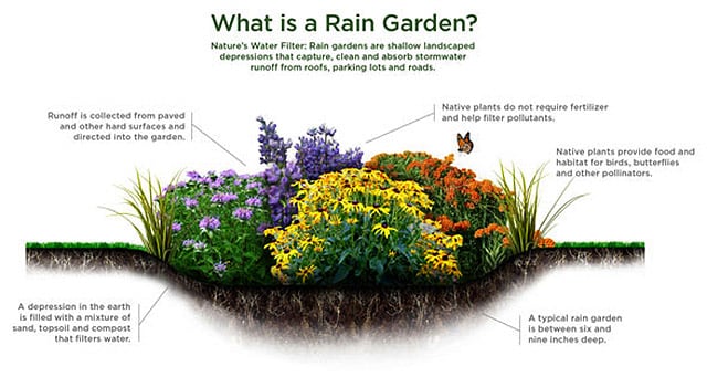 Benefits of a Rain Garden