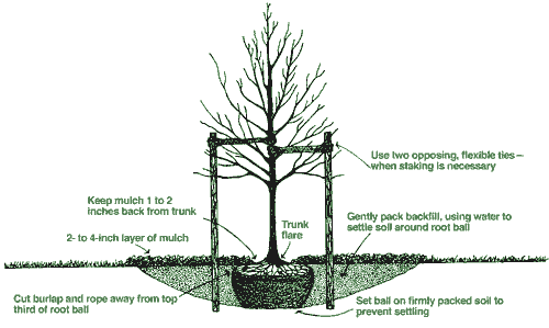 Planting Trees for Cleaner Stormwater - Tinkers Creek Watershed Partners