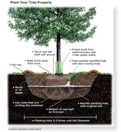 treeplantingdiagram