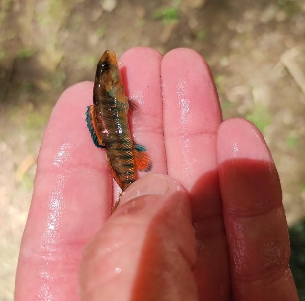 Rainbow darter, tagged pink