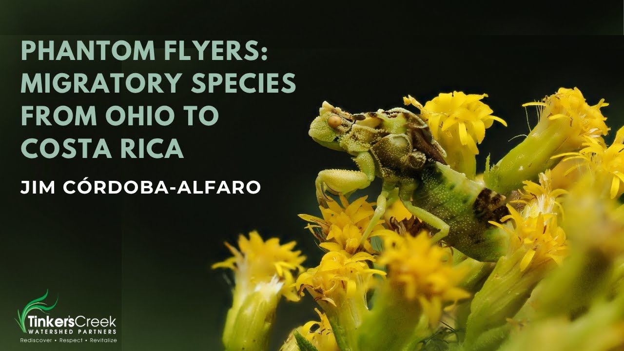 Phantom Flyers: Migratory Species from Ohio to Costa Rica