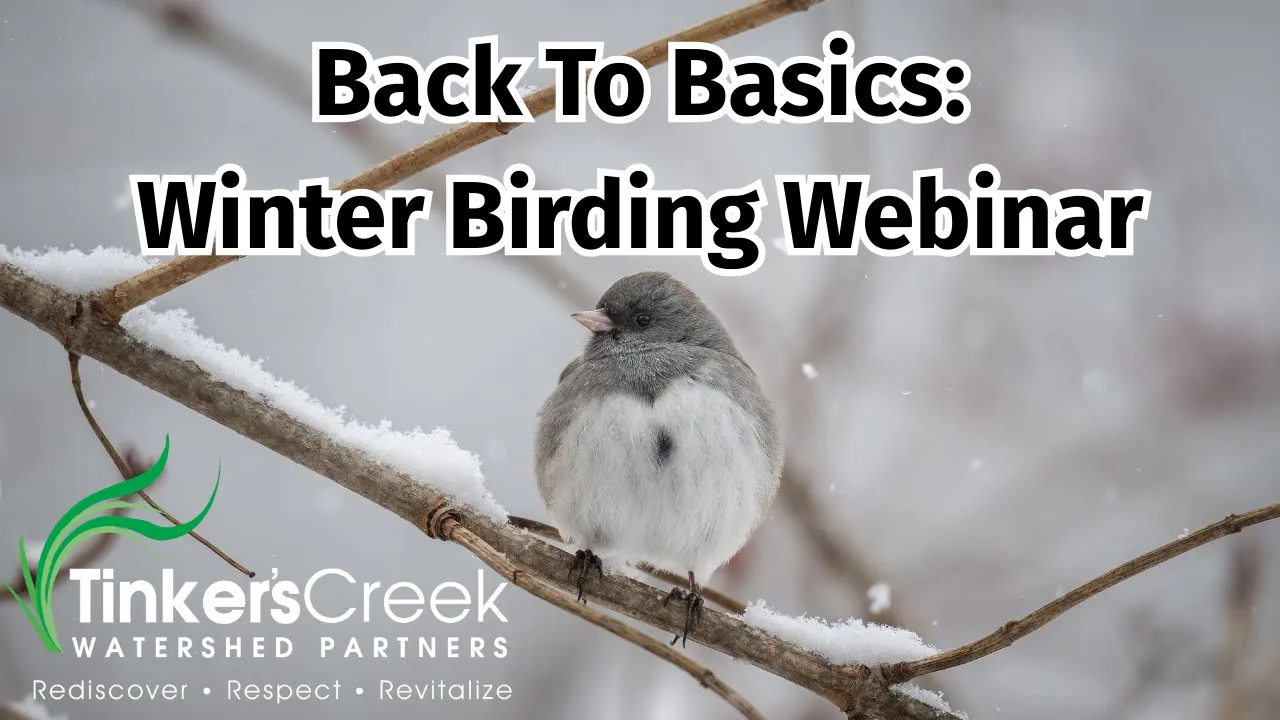 Back to Basics: Winter Birding with Matt Siefert