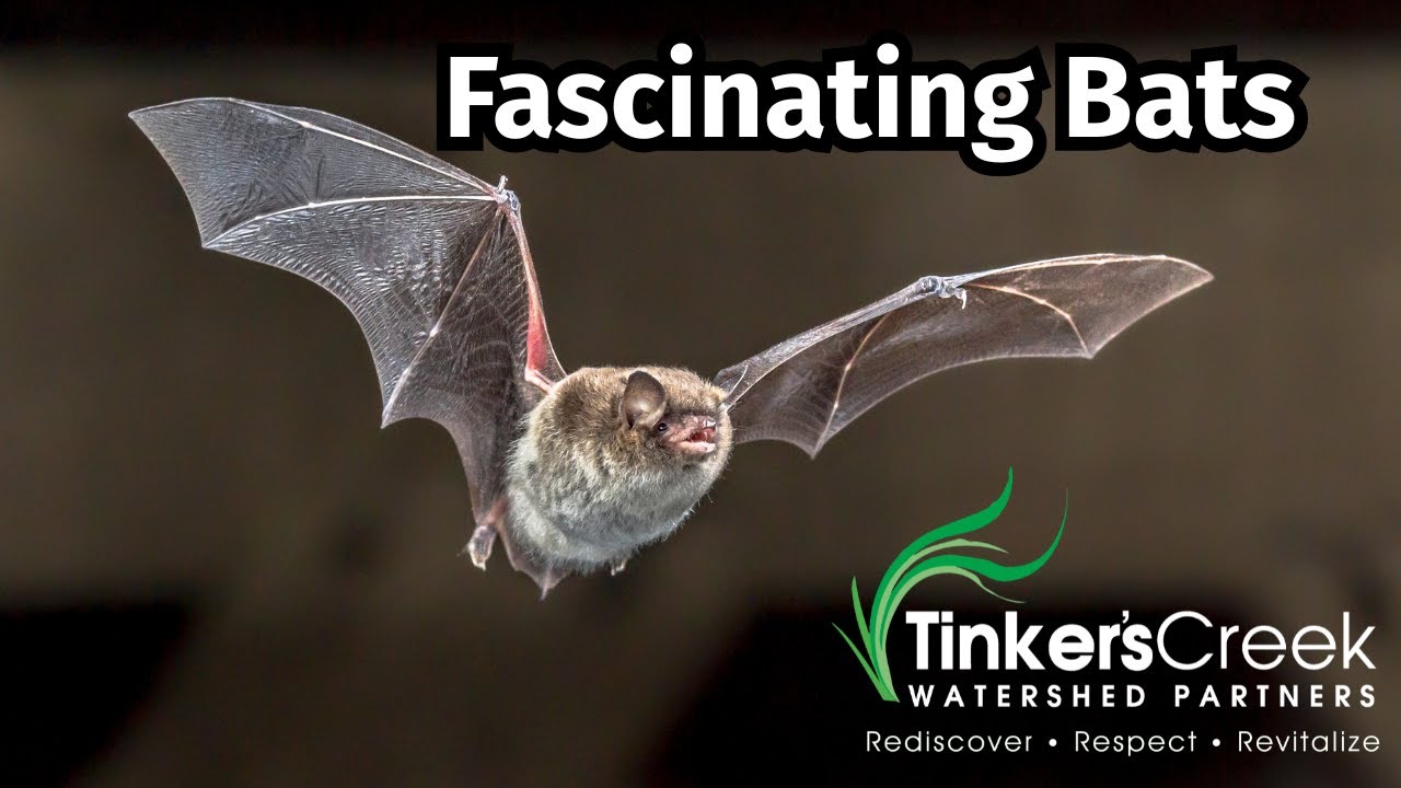 Fascinating Bats
