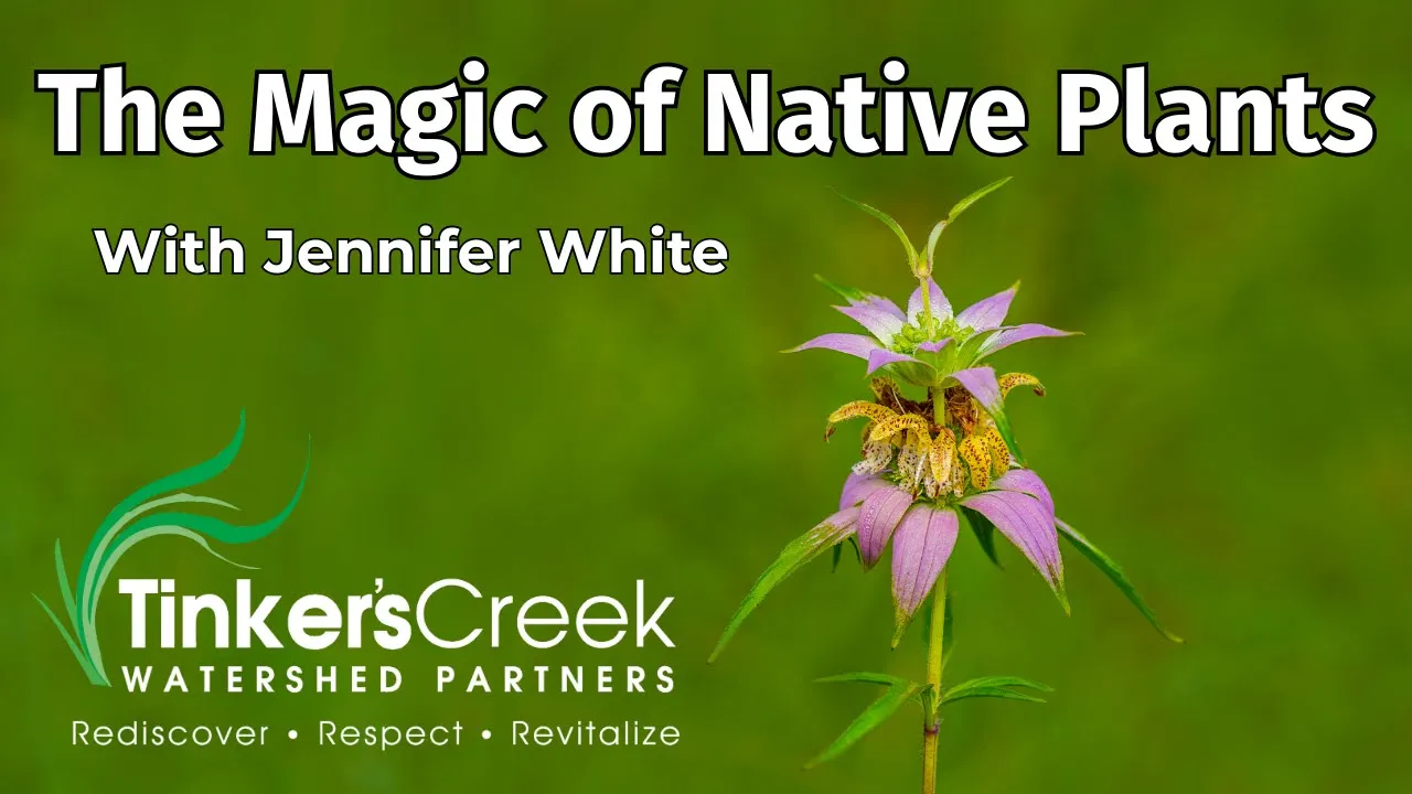 The Magic of Native Plants