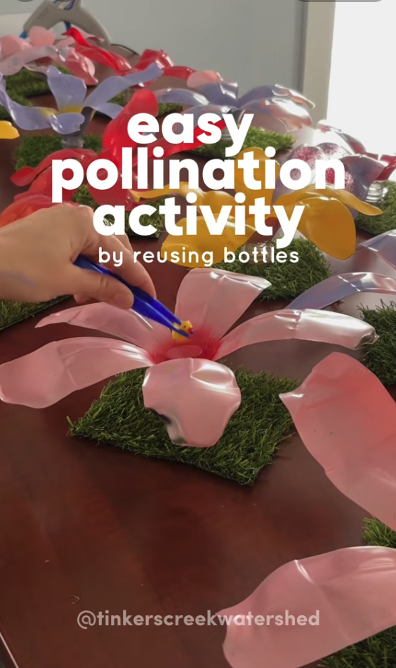 Flower Pollination Activity